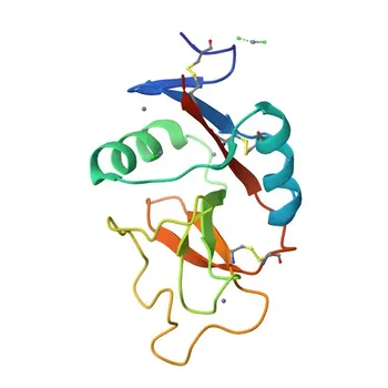 Anti-COLEC12 Polyclonal Antibody for WB, ELISA - Q5KU26