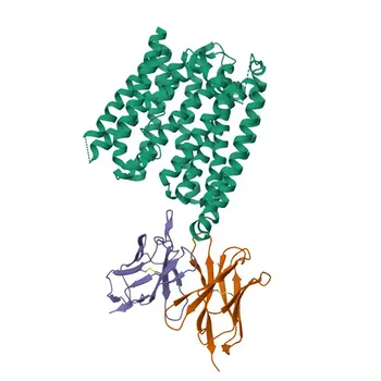 Anticorpo policlonale di coniglio anti-SLC40A1 per WB ed ELISA - Q9NP59