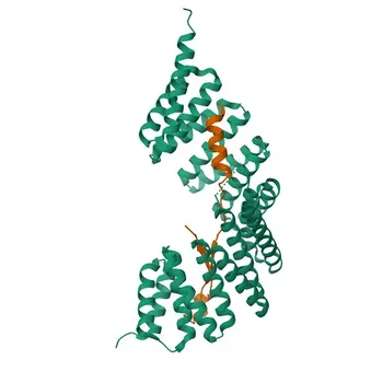 Anticorpo Policlonale di Coniglio Anti-GPSM2 per WB, ELISA - P81274