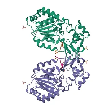 Anticorpo policlonale anti-ACSS1 per WB, IHC-P, IF/ICC, ELISA - Q9NUB1