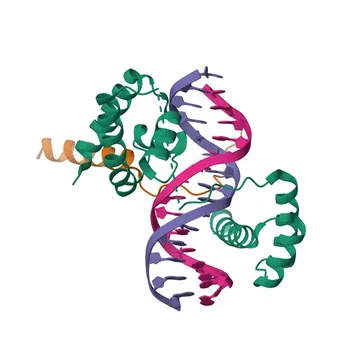 Anticorpo policlonale coniglio Anti-POU2F3 per WB, ELISA - Q9UKI9