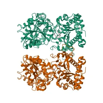 Anti-XPNPEP1 Polyclonal Antibody for WB, ELISA - Q9NQW7