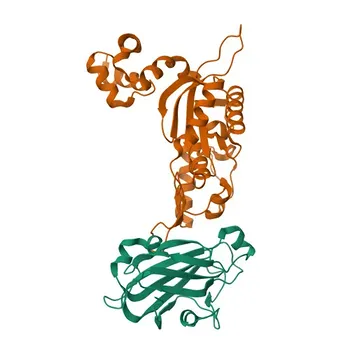 Anti-XRCC1 Rabbit Polyclonal Antibody for WB, IHC-P, IF/ICC, ELISA - P18887