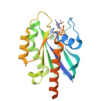 Anti-RAB7 Polyclonal Antibody for WB, IP, ELISA - P51149