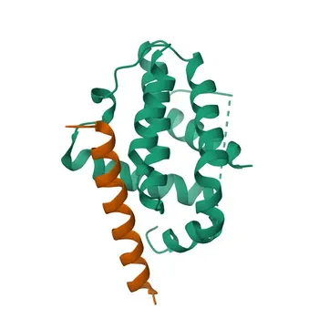 Phospho-Bcl-2-S87 Kaninchen pAb für WB - P10415