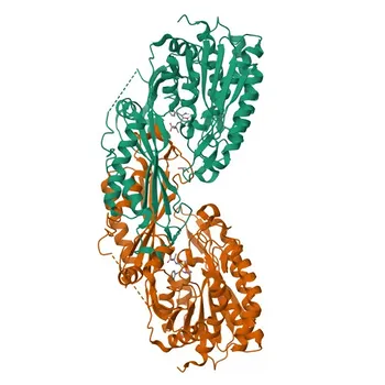 Anticorpo Policlonale di Coniglio Anti-CNDP2 per WB ed ELISA - Q96KP4