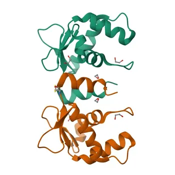 Anticorpo policlonale anti-ETV4 per WB e ELISA - P43268