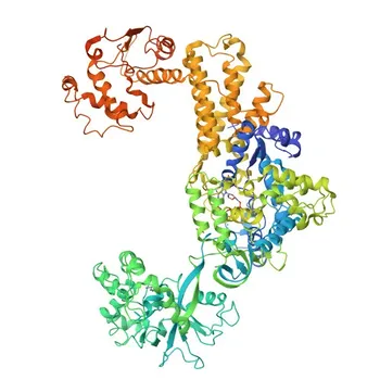 Anticorpo Policlonale Anti-LARS per WB, IF/ICC, ELISA - Q9P2J5
