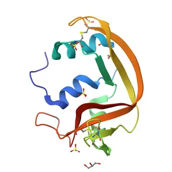 Anticorpo Policlonale Anti-RNASE6 per WB, IF, IHC, ELISA - Q93091