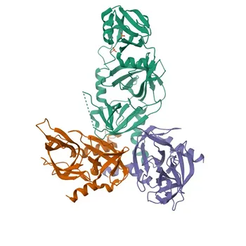 Anticorpo policlonale coniglio HTRA3 per WB e ELISA - P83110