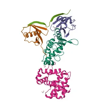 Anticorpo policlonale coniglio Anti-ZNF451 per WB, ELISA - Q9Y4E5