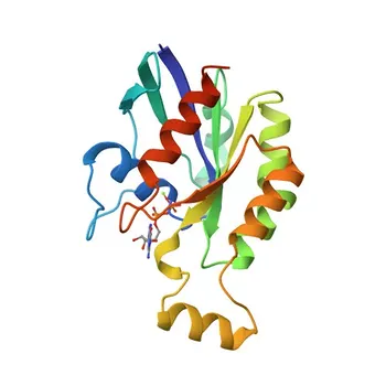 Anticorpo policlonale coniglio anti-RhoA per WB, IHC-P, ELISA - P61586
