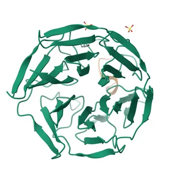 Anti-KLHL3 Polyclonal Antibody for WB, ELISA - Q9UH77