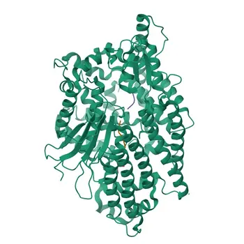 Anticorpo Policlonale Anti-NLN (Coniglio) per WB ed ELISA - Q9BYT8
