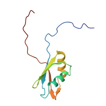 Anti-A1CF (Fattore di Complementazione APOBEC1) Anticorpo Policlonale di Coniglio per WB, IHC-P, ELISA - Q9NQ94