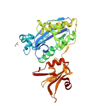 ESRP1 Rabbit Polyclonal Antibody for WB, ELISA - Q6NXG1