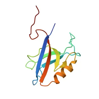Anticorpo policlonale di coniglio anti-CLDN2 per WB ed ELISA - P57739
