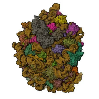 Anticorpo policlonale anti-TTC5 per WB, ELISA - Q8N0Z6
