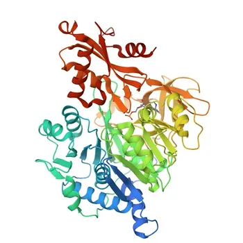 Anti-ACSM2A Polyclonal Antibody for WB, ELISA - Q08AH3