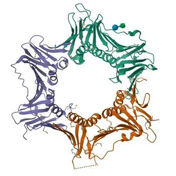 Anticorpo policlonale di coniglio Anti-HUS1 per WB, IHC-P, ELISA - O60921