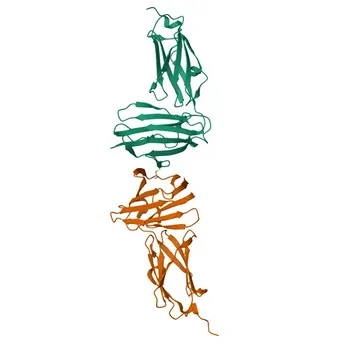 Anti-Filamin-C Polyclonal Antibody for WB, IF/ICC, ELISA - Q14315