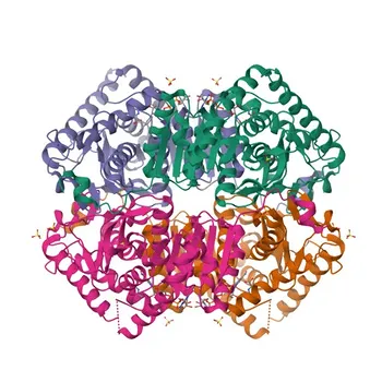 Anticorpo policlonale anti-LDHC per WB, IF-P, ELISA - P07864