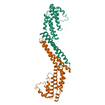 Anticorpo policlonale coniglio Anti-COG4 per WB, ELISA - Q9H9E3