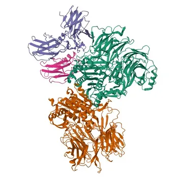 Anticorpo Policlonale Anti-CARD8 per WB, ELISA - Q9Y2G2