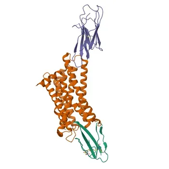 Anticorpo policlonale Anti-ADRA1A per WB, IHC-P, IF/ICC, ELISA - P35348