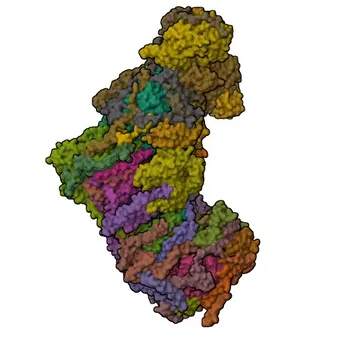 Anti-NDUFA10 (CI-42kD) Rabbit Polyclonal Antibody for WB and ELISA - O95299