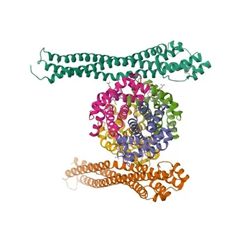 Anticorpo Policlonale Anti-HBB per WB, ELISA - P68871