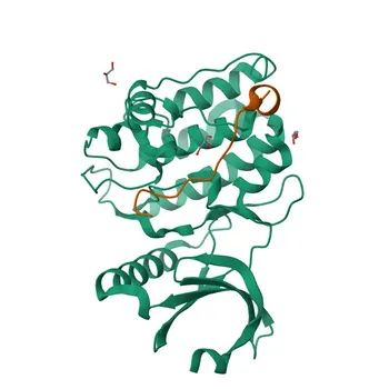 Anticorpo Policlonal de Coelho Anti-Fosfo-GluR1/GRIA1-S849 para WB, ELISA - P42261