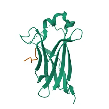 Anticorpo Policlonale Anti-PDX1 per WB ed ELISA - P52945