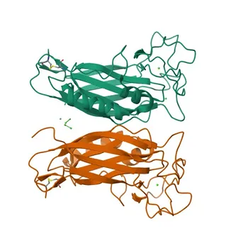 Anticorpo policlonale di coniglio anti-SPON2 per WB, IHC-P, ELISA - Q9BUD6