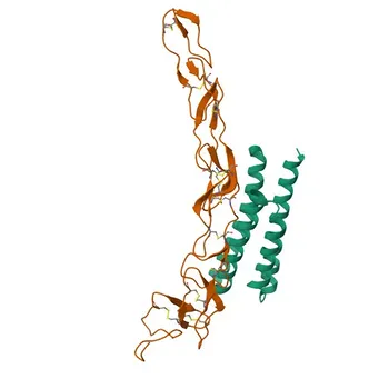 Anticorpo Policlonale di Coniglio Anti-TNFR2/TNFRSF1B per WB, ELISA - P20333