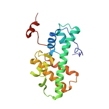 Anti-PROX1 Rabbit Polyclonal Antibody for WB, ELISA - Q92786