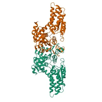 Anti-MRI1 Polyclonal Antibody for WB & ELISA - Q9BV20