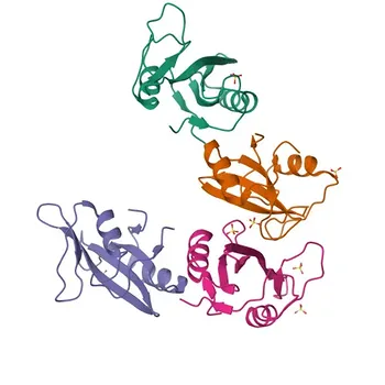 Anti-SH2D1A Rabbit Polyclonal Antibody for WB, IF/ICC, ELISA - O60880