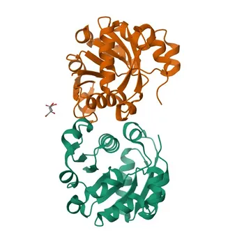 Anticorpo Policlonale di Coniglio STEAP3 per WB ed ELISA - Q658P3