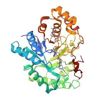 Anticorpo policlonale Anti-AKR1C2 (pAb di coniglio) per WB, IHC-P, IF/ICC, ELISA - P52895
