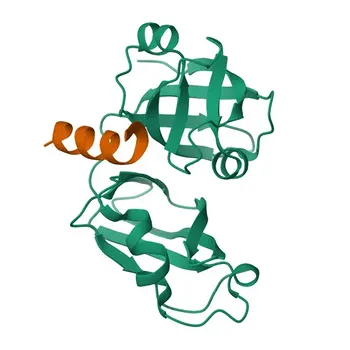 Anticorps Polyclonal Anti-RHBDD1 pour WB, IF/ICC, ICC - Q8TEB9