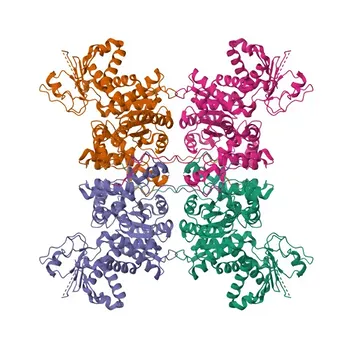 Anticorpo policlonale di coniglio anti-ME3 (NADP-ME) per WB, IHC-P, IF/ICC, ELISA - Q16798