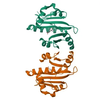 Anti-NAGS Rabbit Polyclonal Antibody for WB, ELISA - Q8N159