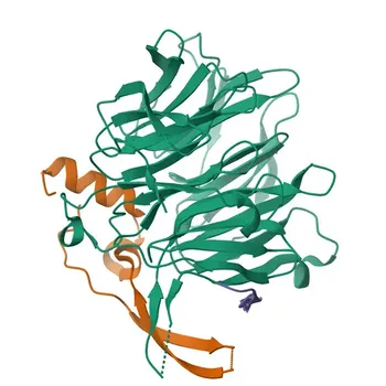 Anti-NUP98 Polyclonal Antibody for WB, IF/ICC, ELISA - P52948