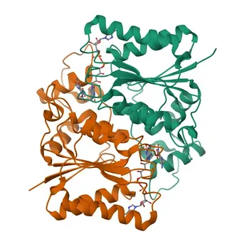 Anti-NQO2 Polyclonal Antibody for WB, ELISA - P16083