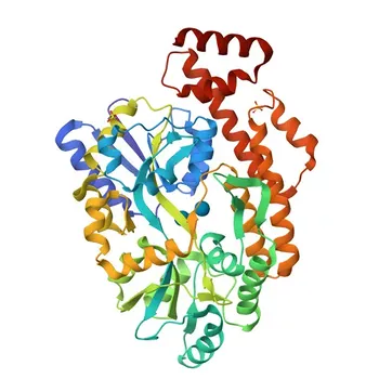 Anticorpo Policlonale di Coniglio Anti-TNFRSF25 per WB, IF-P, ELISA - Q93038