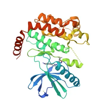 Anti-Phospho-RIPK1 (S166) Kaninchen-polyklonaler Antikörper für WB und ELISA - Q13546