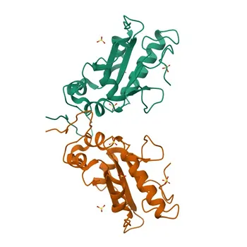 Анти-Phospho-cdc25C (S216) поликлональные антитела кролика для WB, IHC-P, ELISA - P30307
