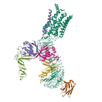 Anticorpo policlonale di coniglio anti-LGR4 per WB, IF-P, ELISA - Q9BXB1