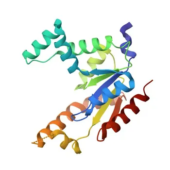 Anticorpo policlonale coniglio anti-AK1 per WB, IHC-P, ELISA - P00568
